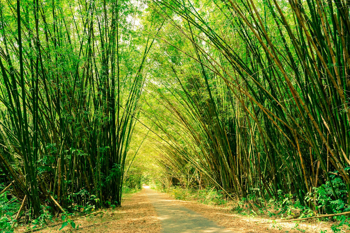 Chaguamaras Bamboo Forest